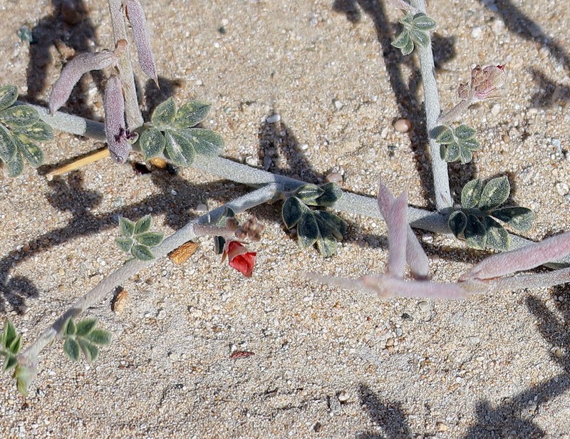 Indigofera articulata photo 4