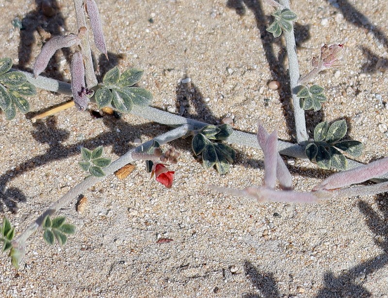 Indigofera articulata photo 5