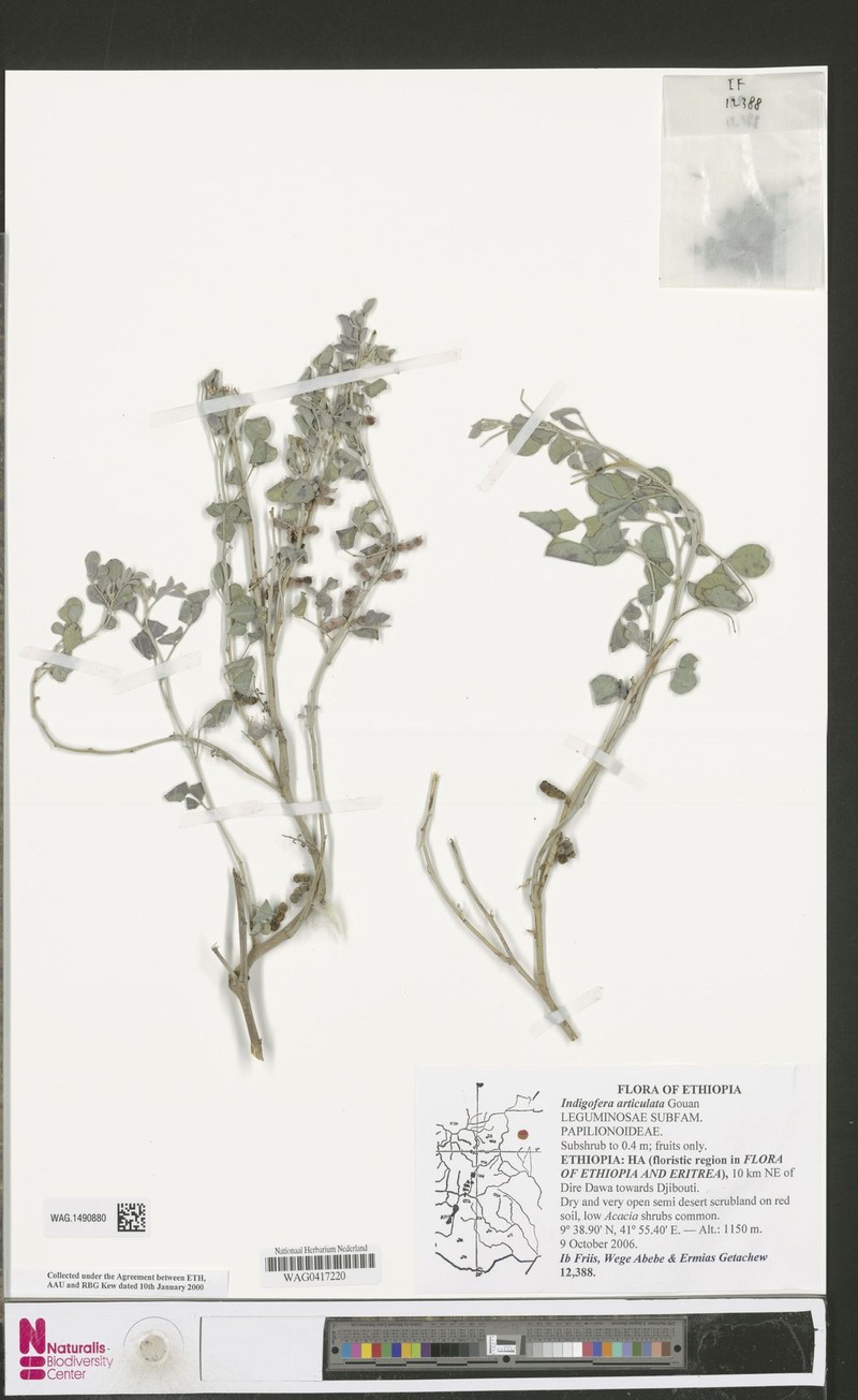 Indigofera articulata photo 6
