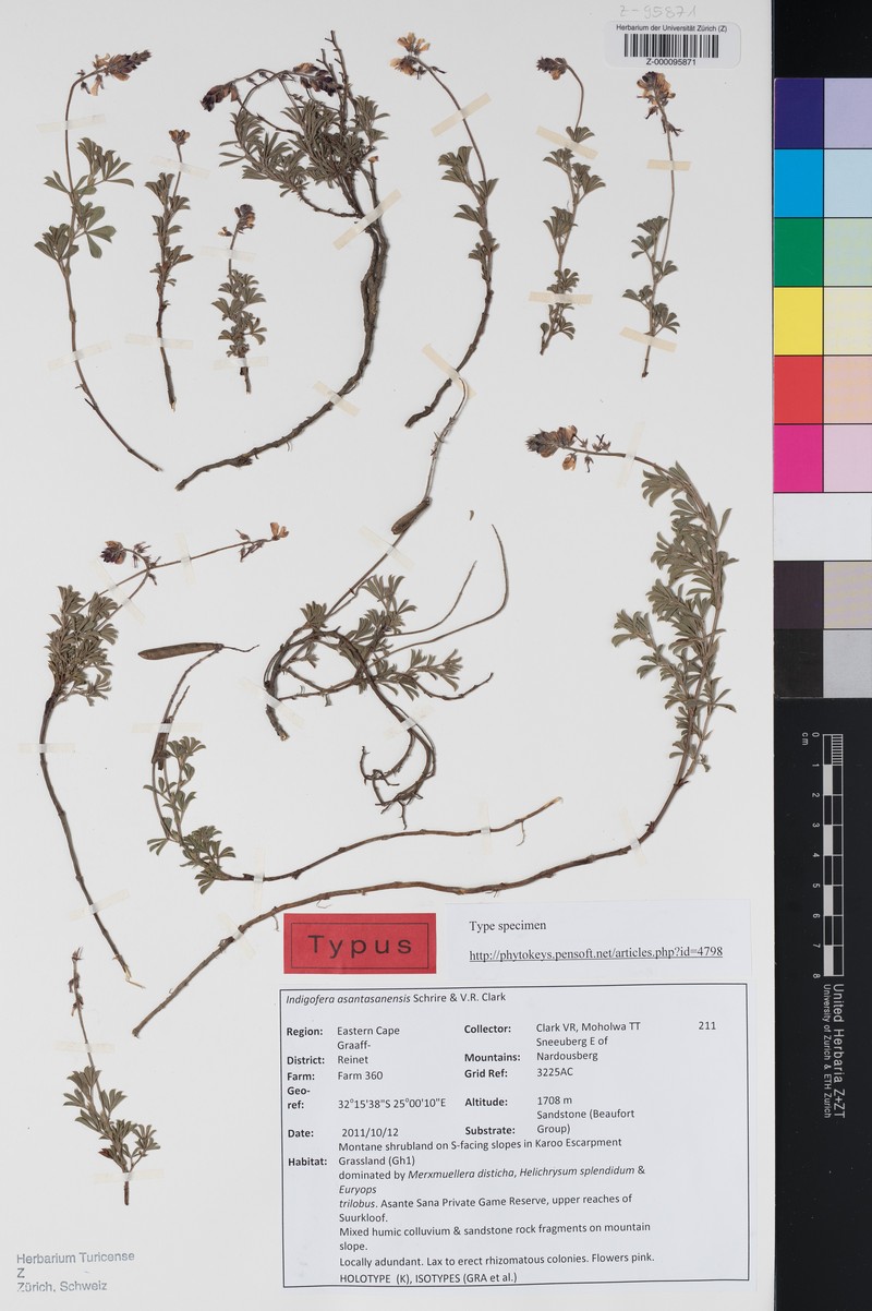 Indigofera asantasanensis photo 2