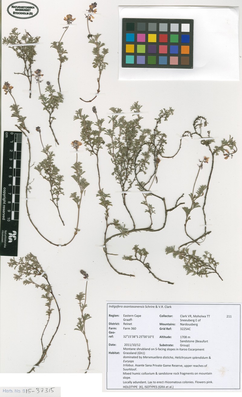 Indigofera asantasanensis photo 3