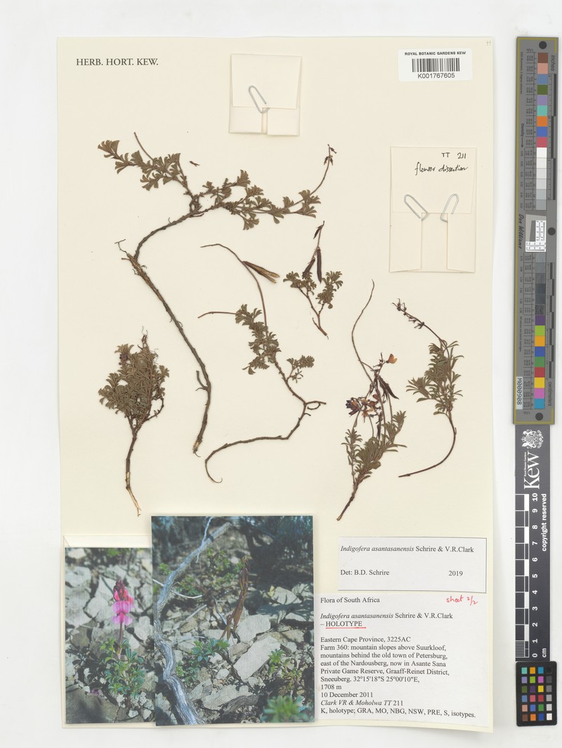 Indigofera asantasanensis photo 4