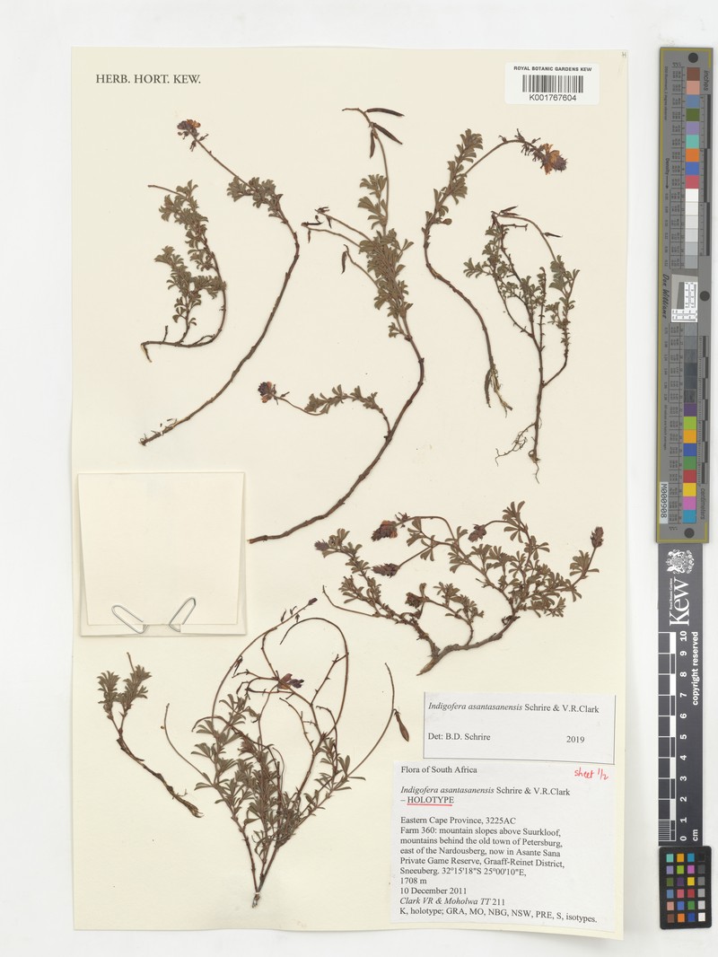 Indigofera asantasanensis photo 5