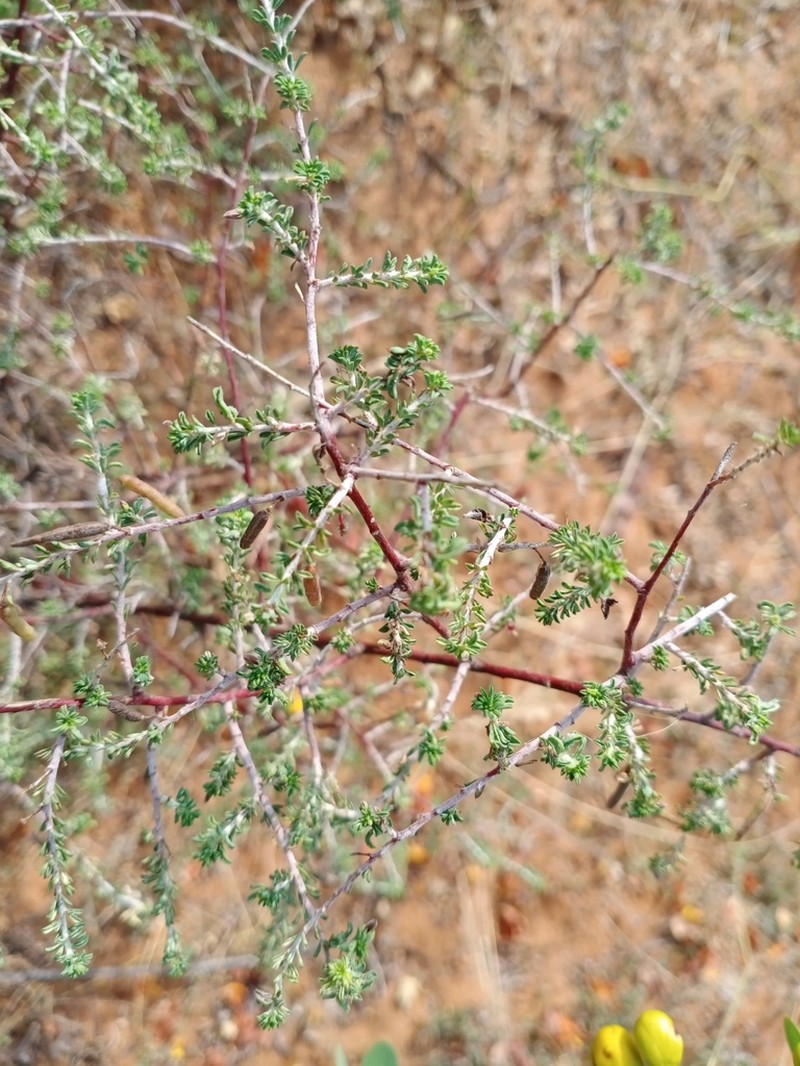 Indigofera aspalathoides