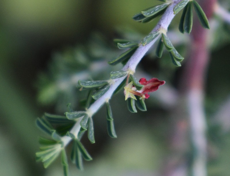 Indigofera aspalathoides photo 2