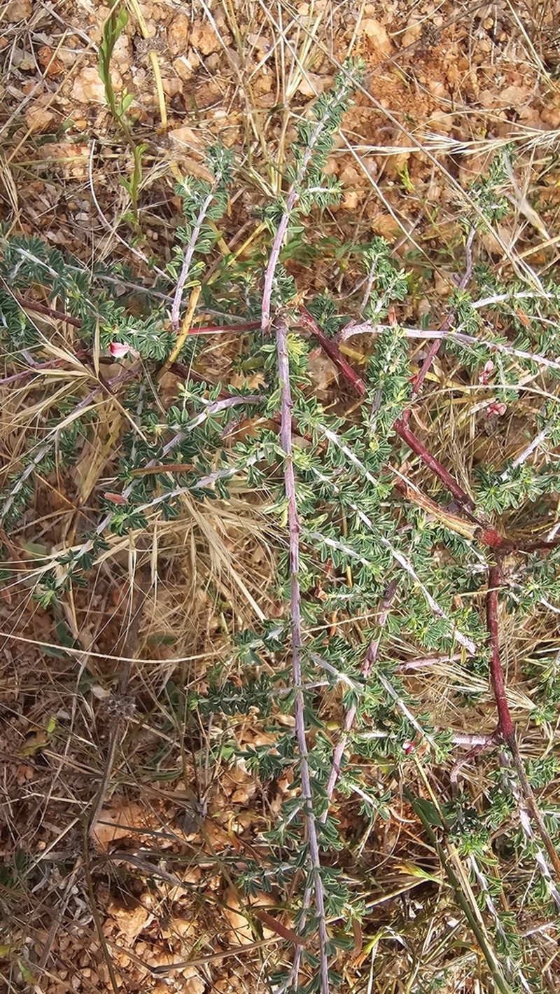 Indigofera aspalathoides photo 3