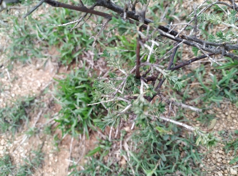 Indigofera aspalathoides photo 4