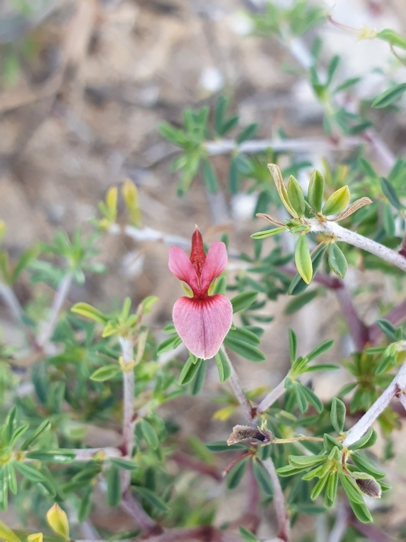 Indigofera aspalathoides photo 5