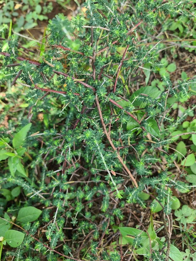 Indigofera aspalathoides photo 6