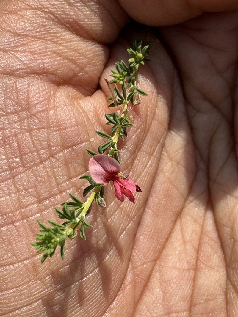 Indigofera aspalathoides photo 7