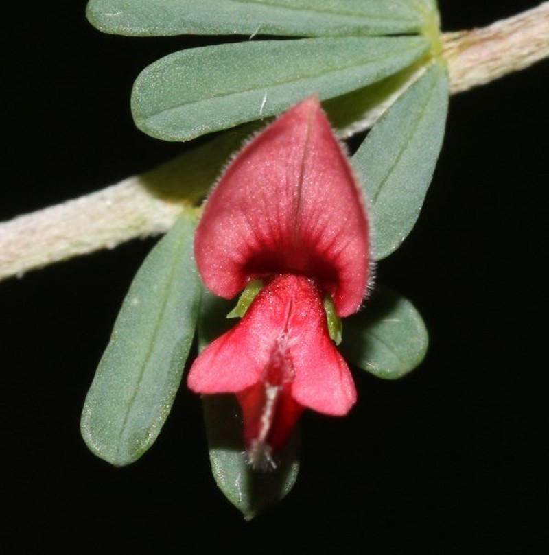 Indigofera aspalathoides photo 8