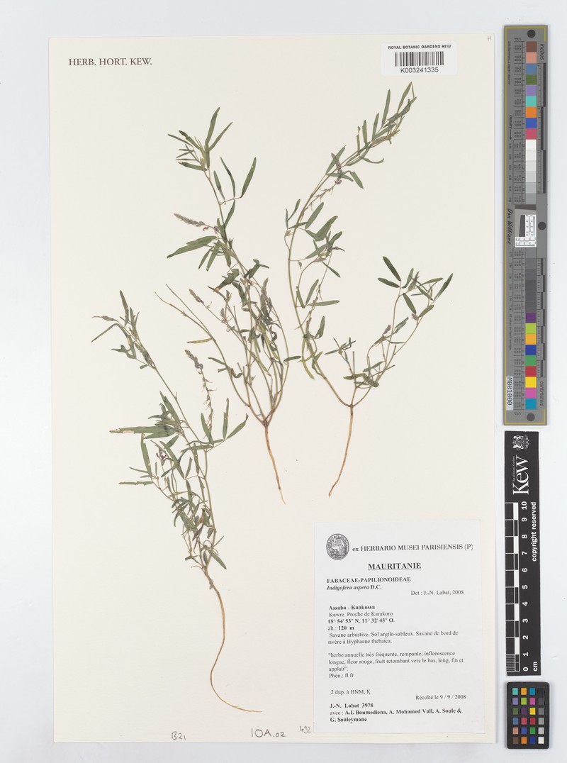 Indigofera aspera