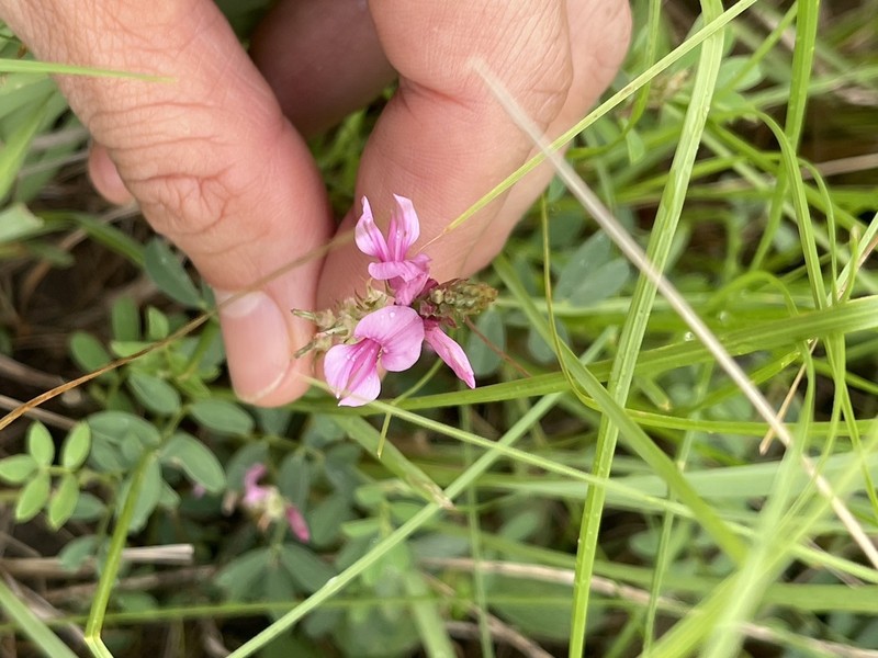 Indigofera asperifolia