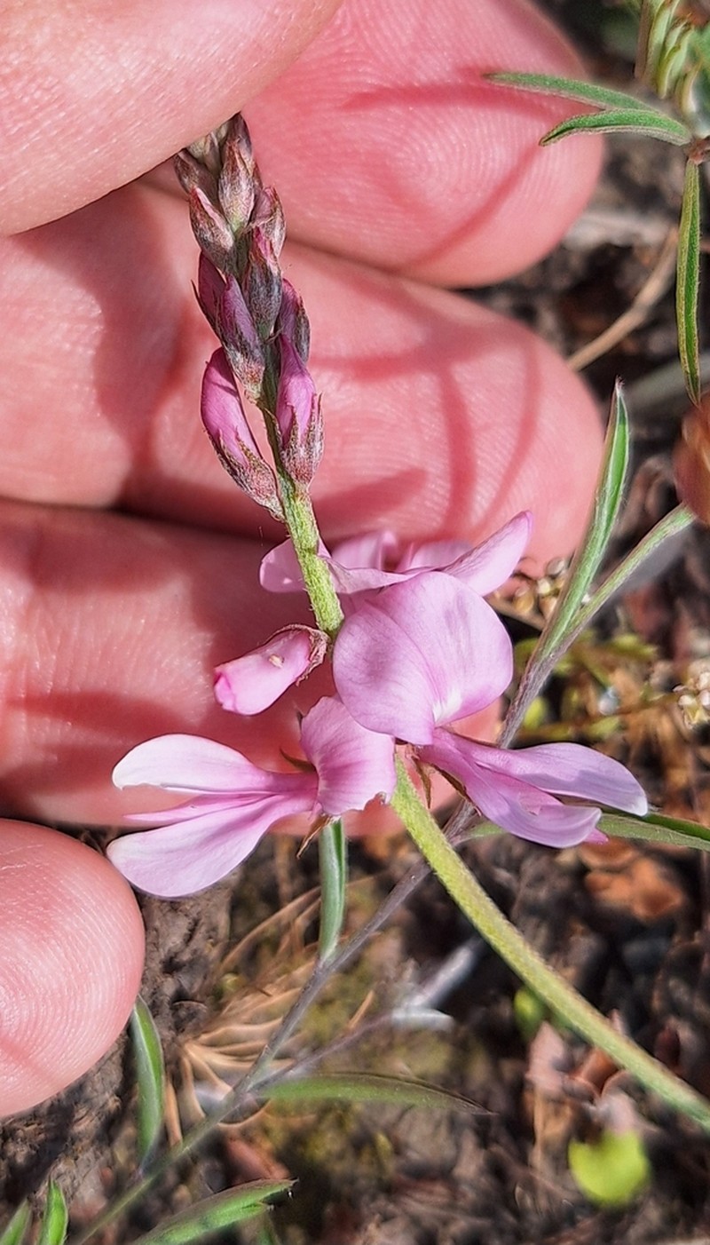 Indigofera asperifolia photo 2