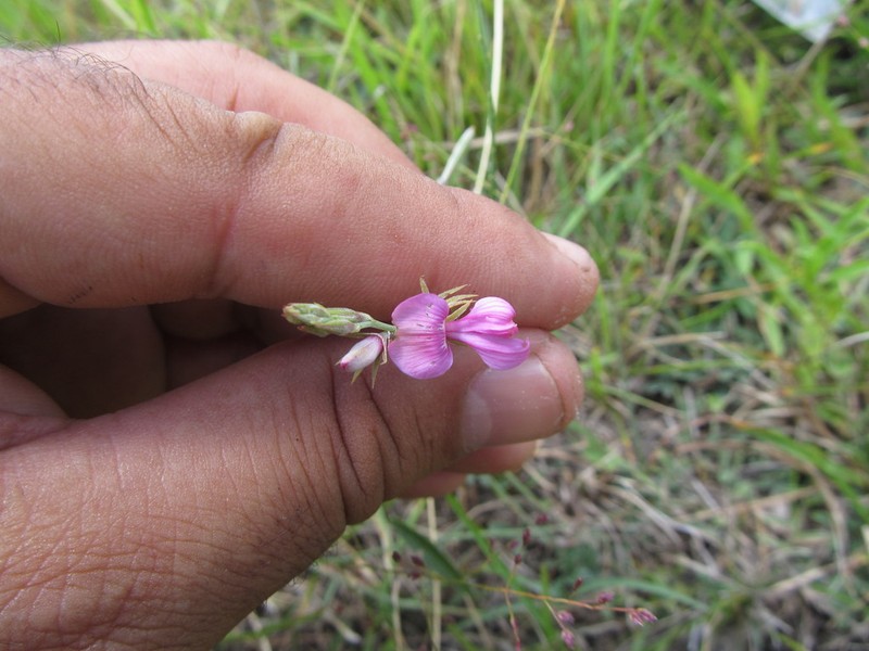Indigofera asperifolia photo 3