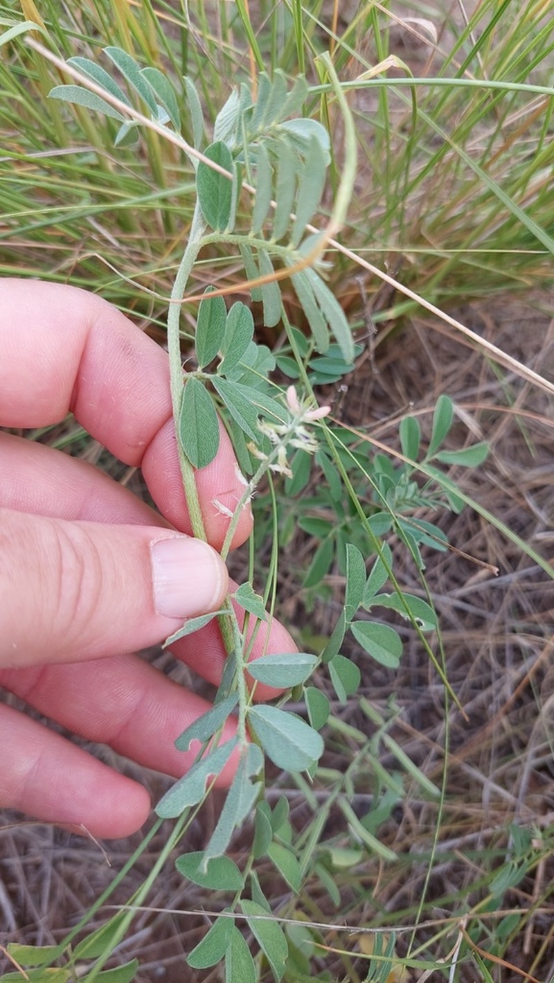 Indigofera asperifolia photo 4