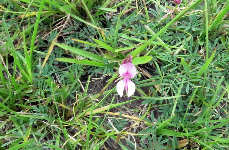 Indigofera asperifolia photo 5