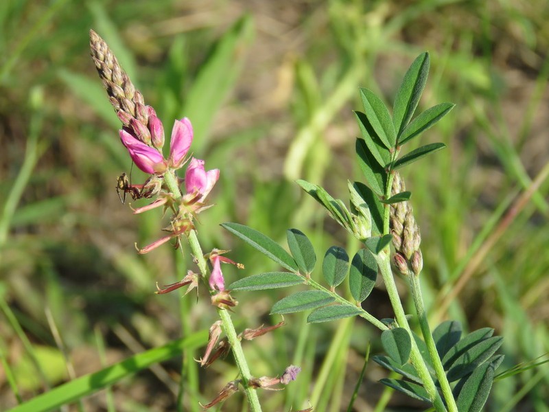 Indigofera asperifolia photo 6