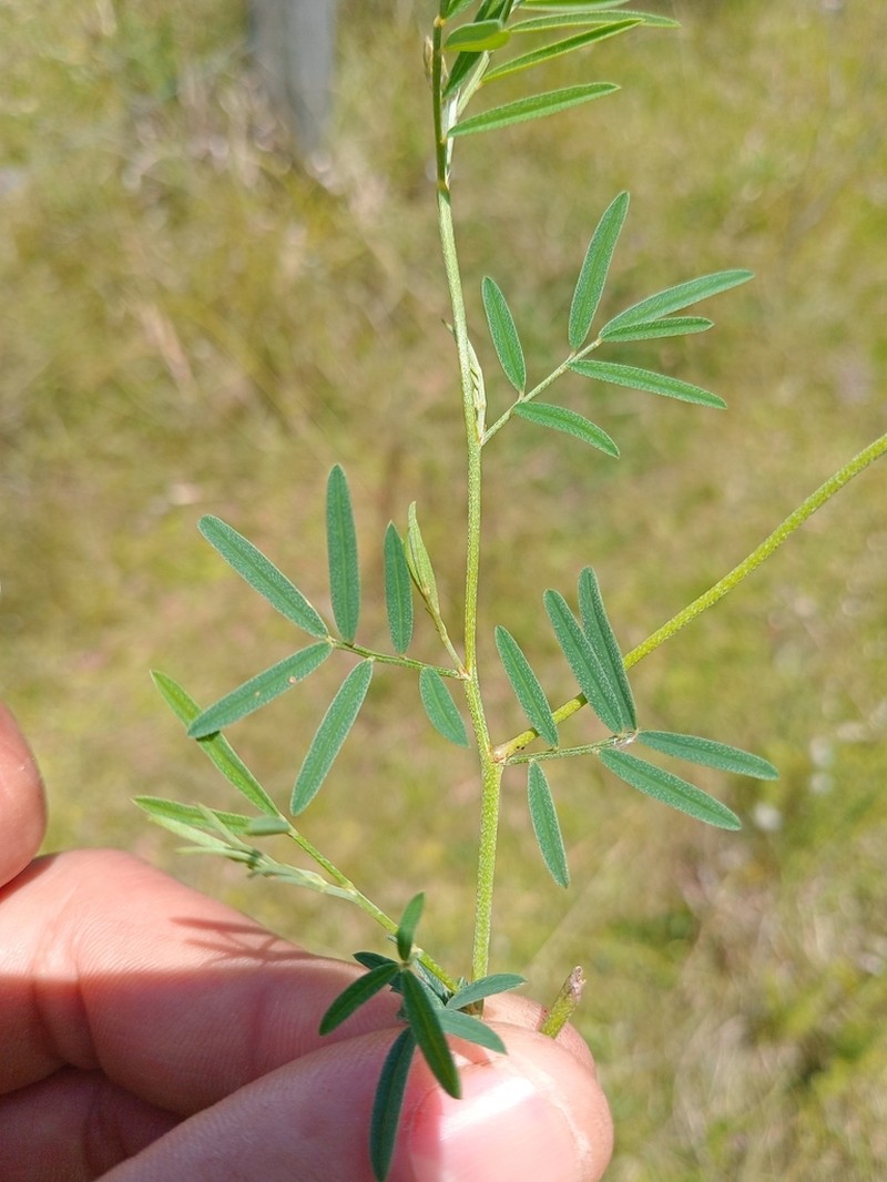 Indigofera asperifolia photo 7