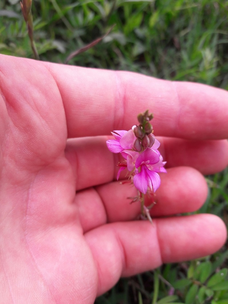 Indigofera asperifolia photo 8