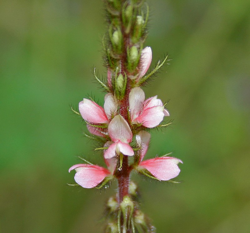 Indigofera astragalina