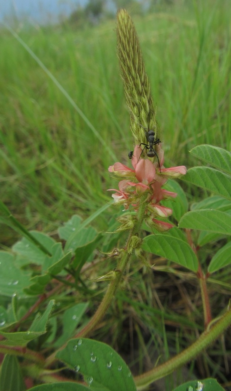 Indigofera astragalina photo 2