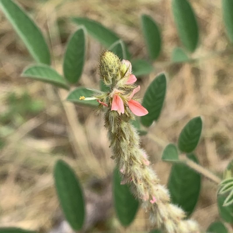 Indigofera astragalina photo 3