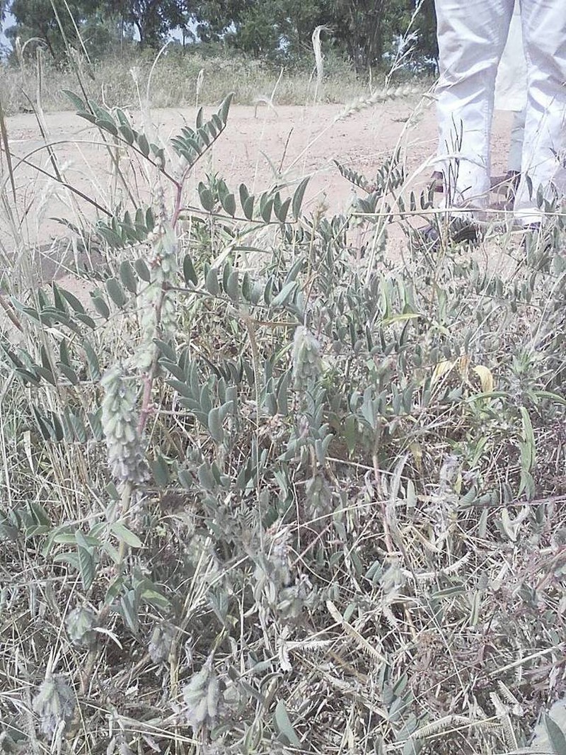 Indigofera astragalina photo 4