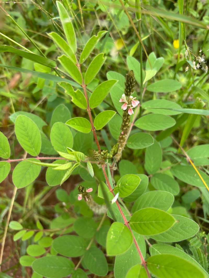 Indigofera astragalina photo 5