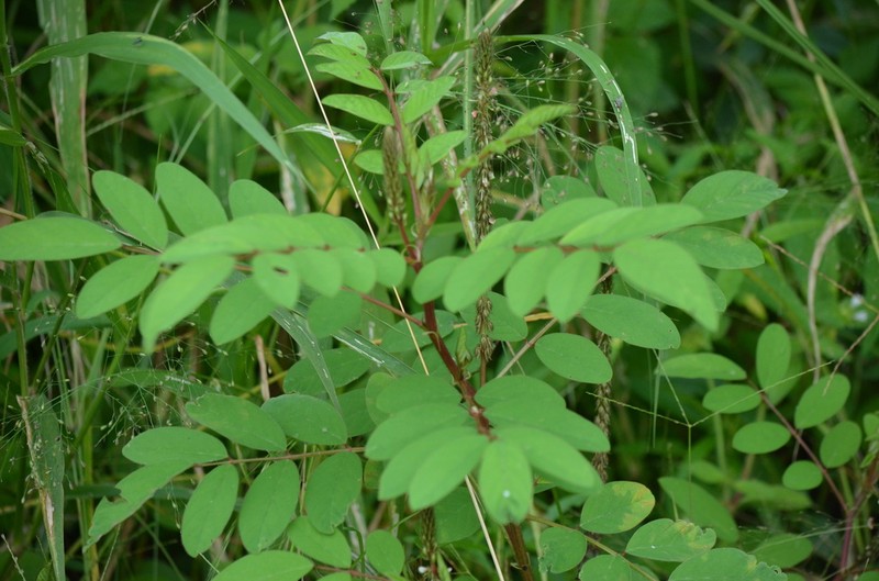 Indigofera astragalina photo 6