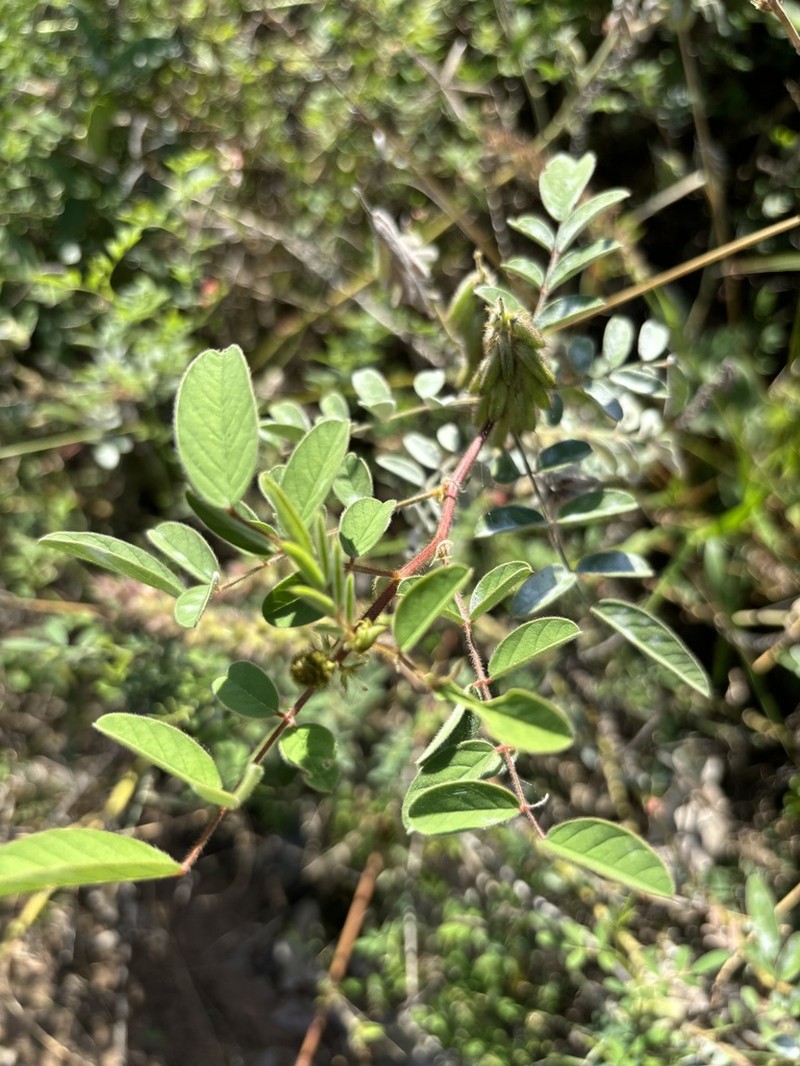 Indigofera astragalina photo 7