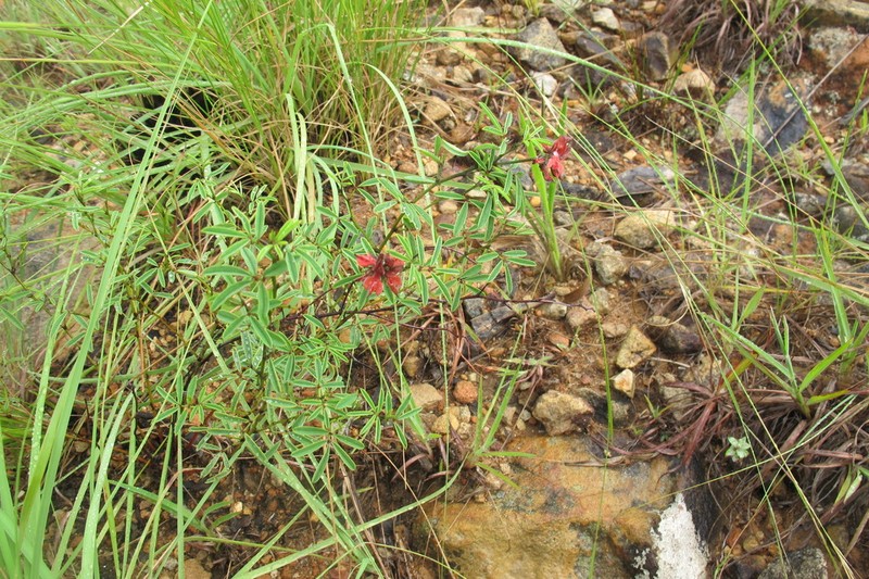 Indigofera atrata