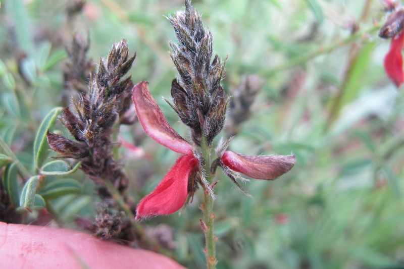 Indigofera atrata photo 2