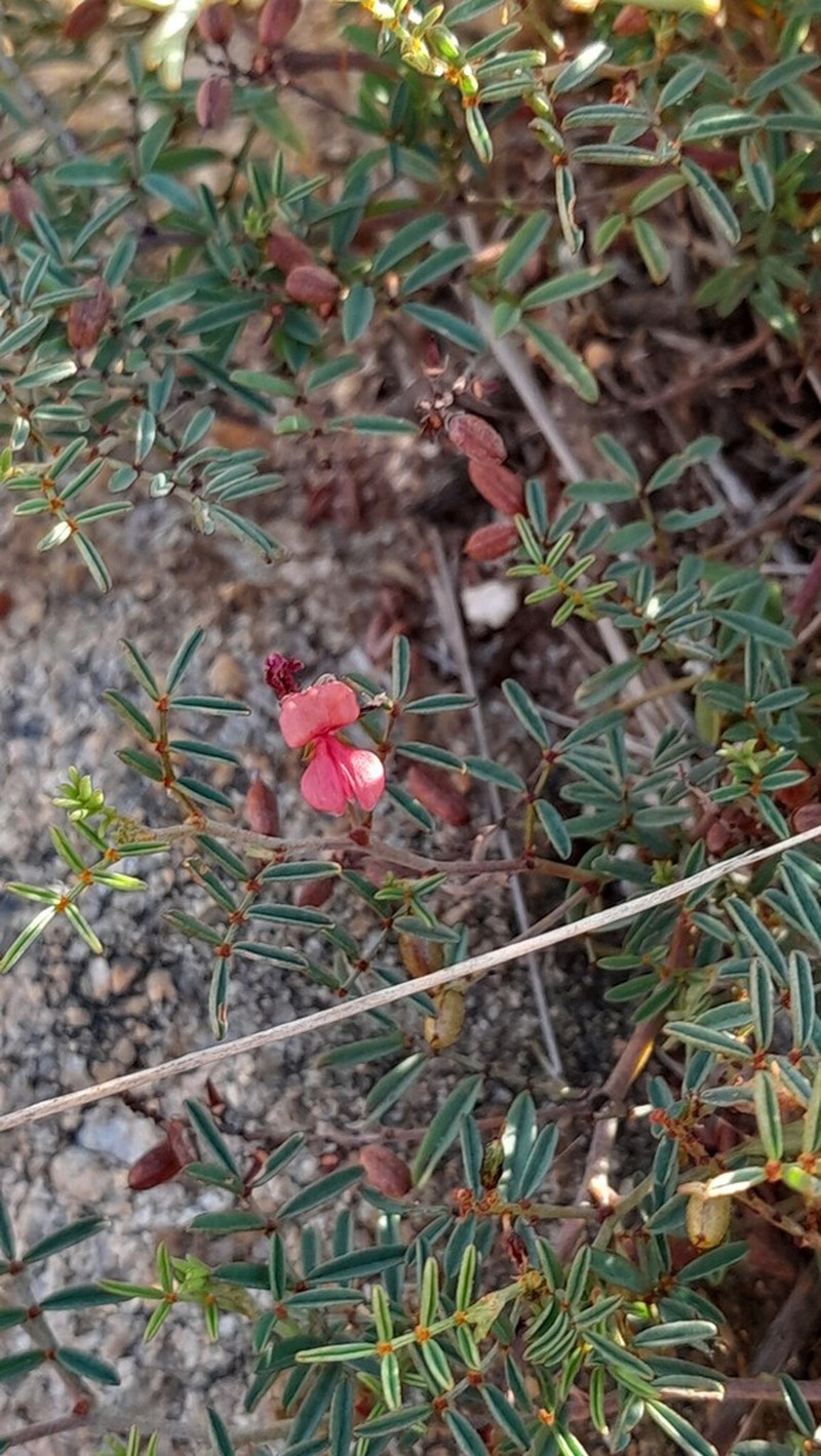 Indigofera atrata photo 3