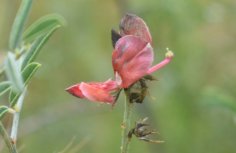 Indigofera atrata photo 4