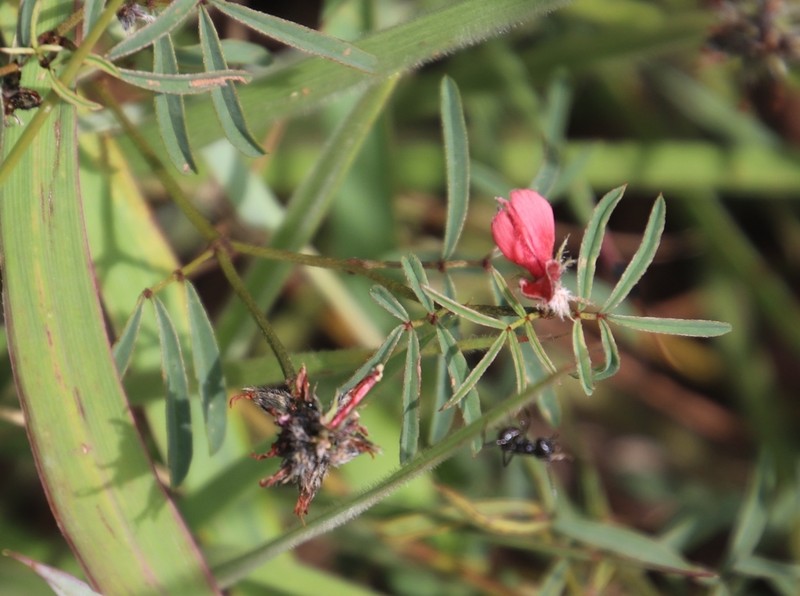 Indigofera atrata photo 5