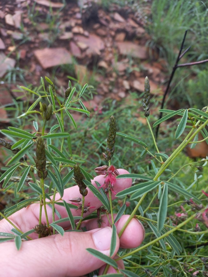 Indigofera atrata photo 6