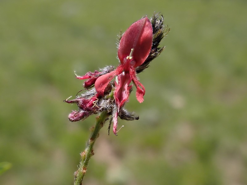Indigofera atrata photo 8
