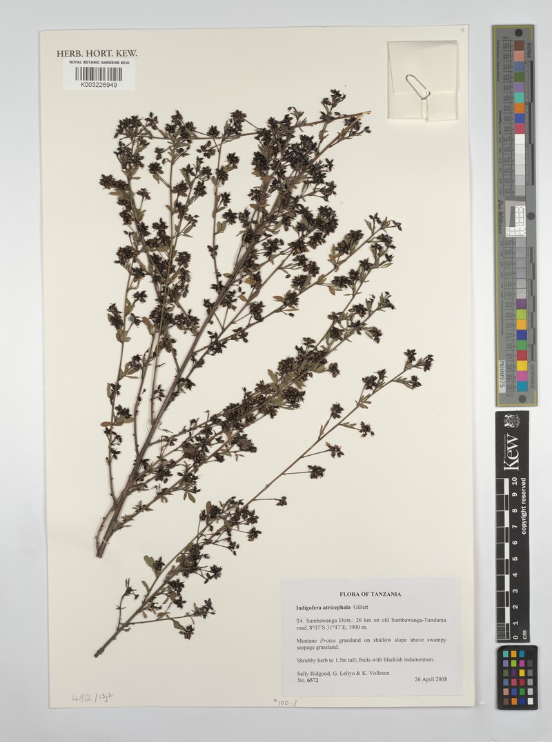 Indigofera atricephala