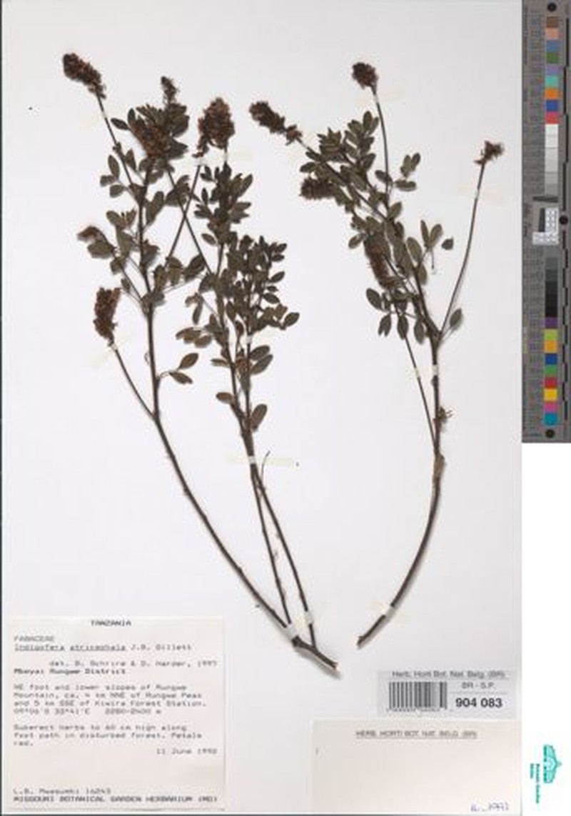 Indigofera atricephala photo 2