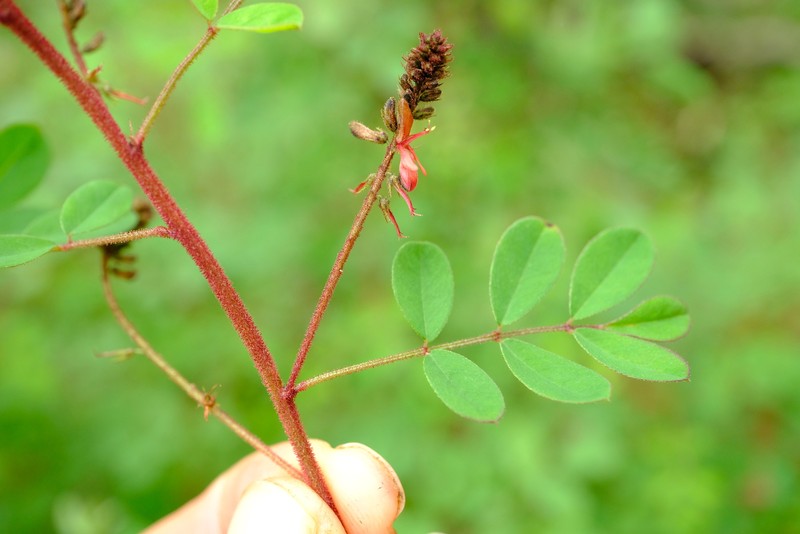 Indigofera atriceps subsp. atriceps