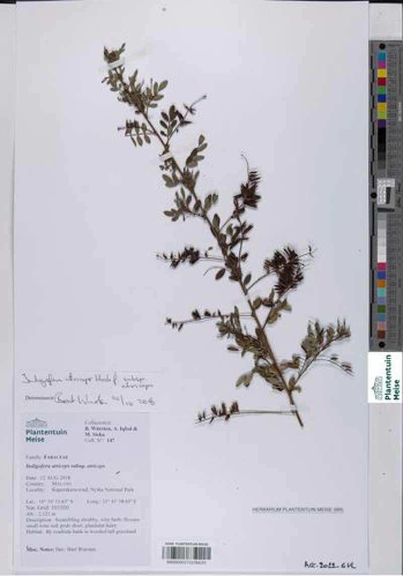 Indigofera atriceps subsp. atriceps photo 2