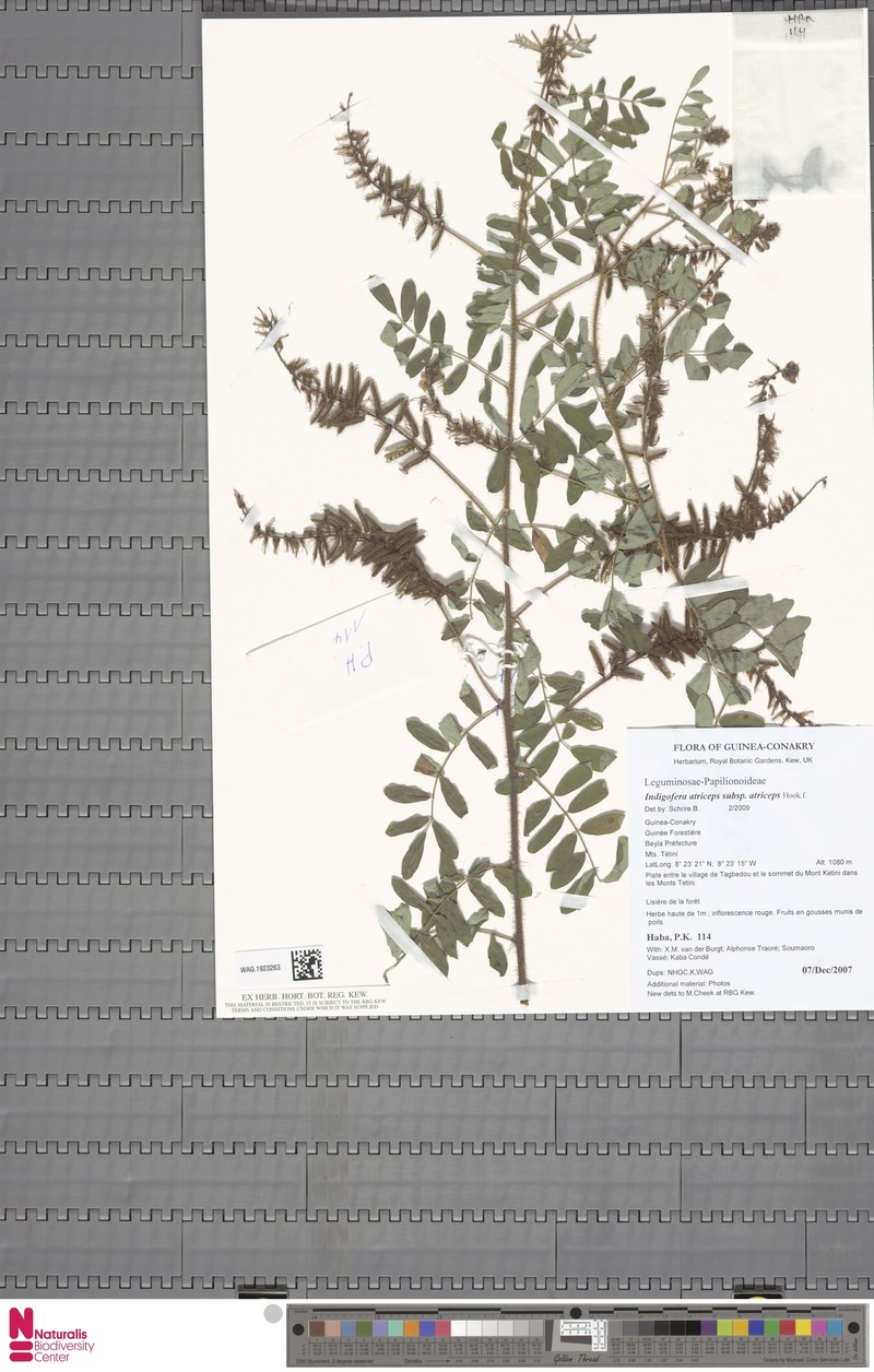 Indigofera atriceps subsp. atriceps photo 3