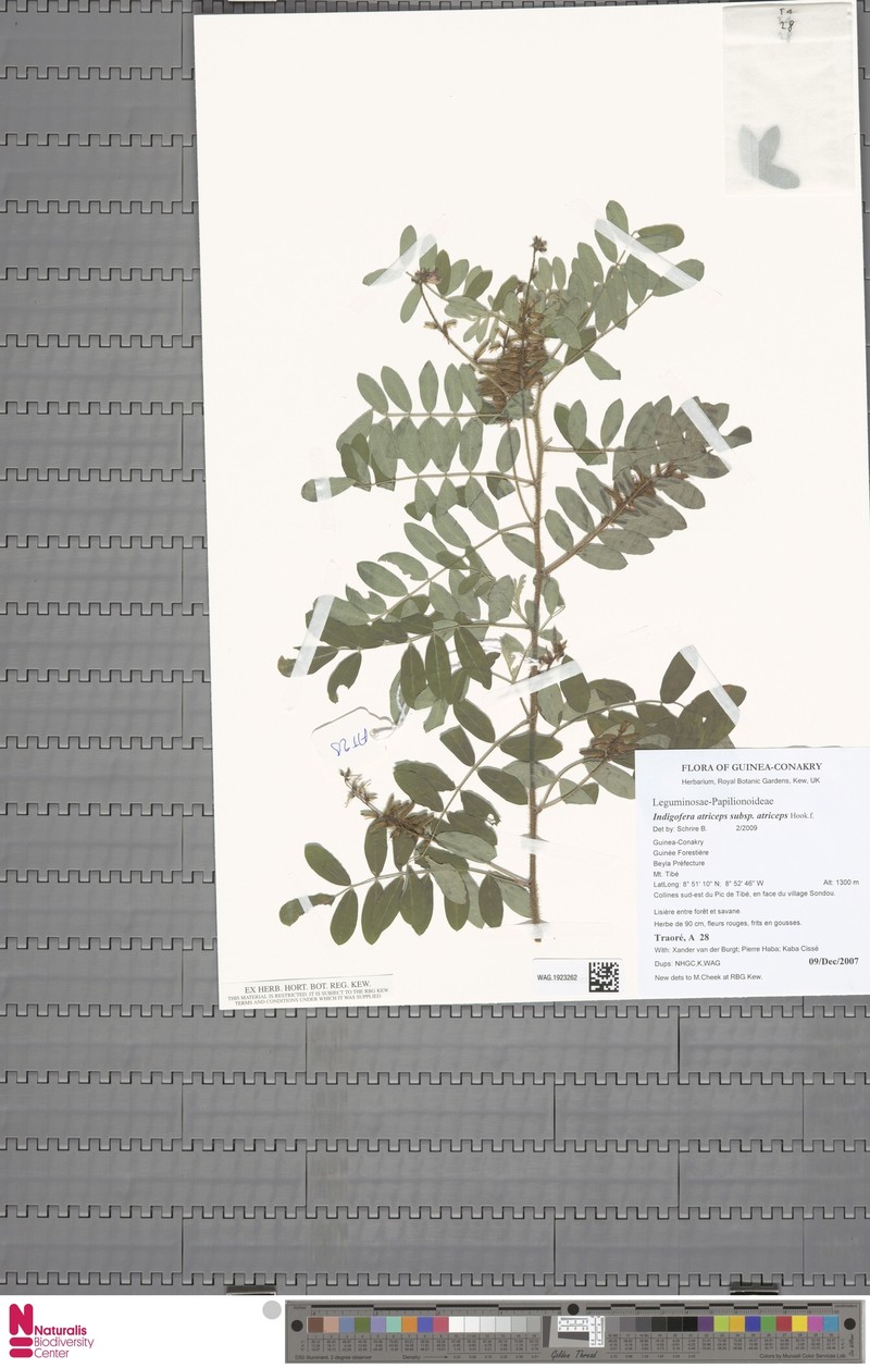 Indigofera atriceps subsp. atriceps photo 4