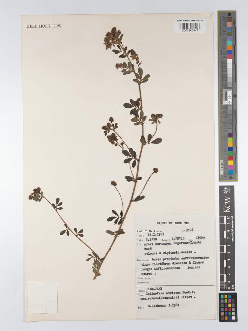 Indigofera atriceps subsp. ramosa