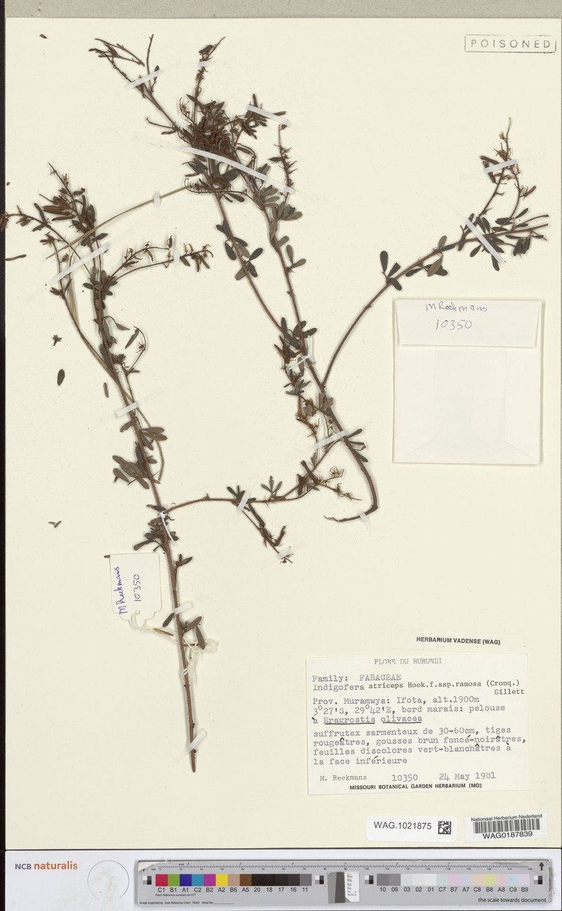 Indigofera atriceps subsp. ramosa photo 2