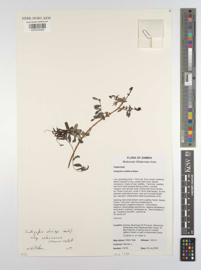 Indigofera atriceps subsp. setosissima