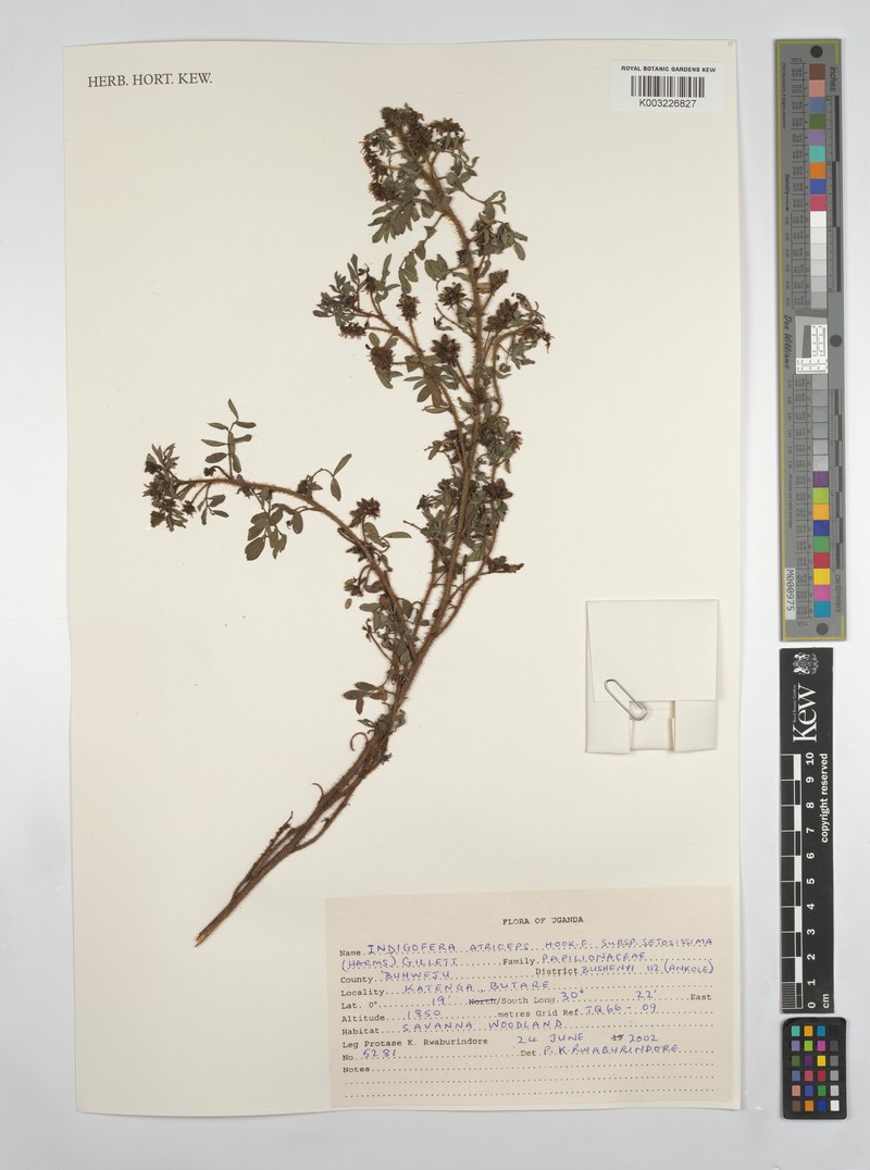 Indigofera atriceps subsp. setosissima photo 2