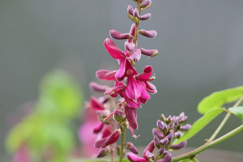 Indigofera atropurpurea photo 2