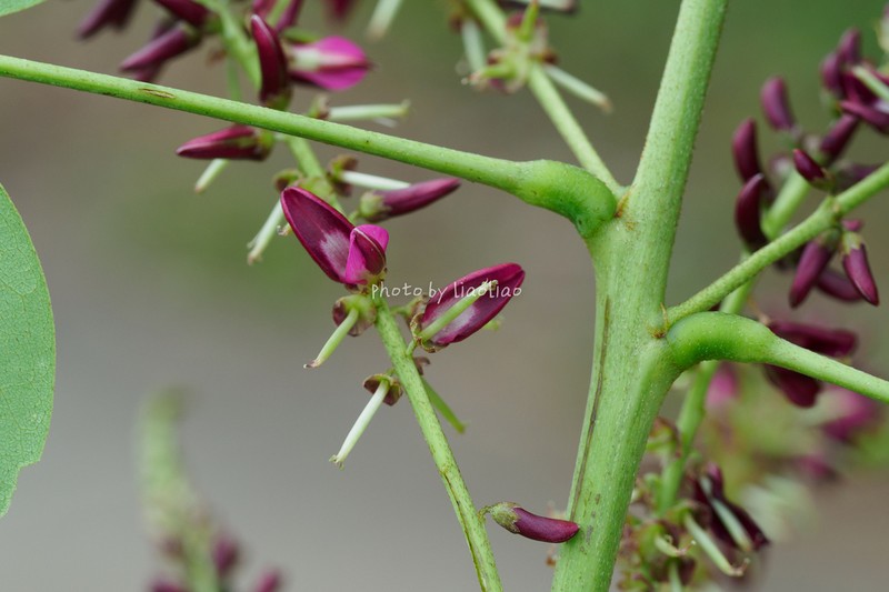Indigofera atropurpurea photo 3